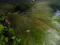 /album/cabomba-aquatica/cabomba-aquatica-5-jpg/